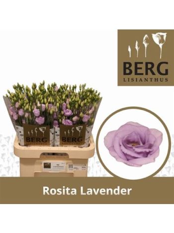 EUS G ROSI LAVENDER