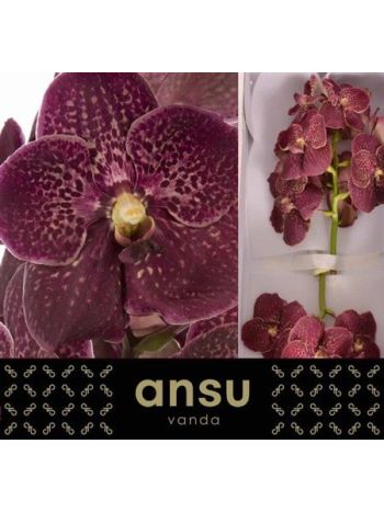 VANDA SU CHOCOLA RED