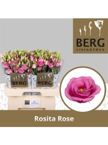 EUS G ROSI ROSE PINK