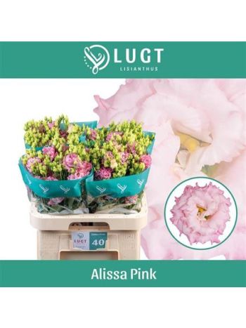 EUS G ALISSA PINK