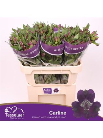 ALSTR CARLINE