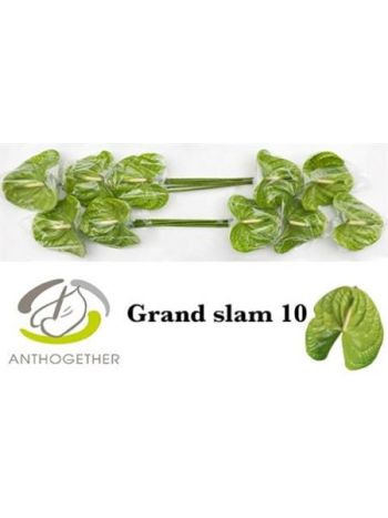 ANTH A GRAND SLAM *10