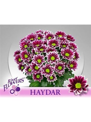 CHR T HAYDAR