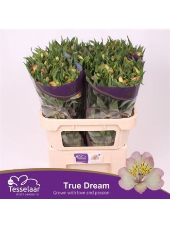 ALSTR TRUE DREAM