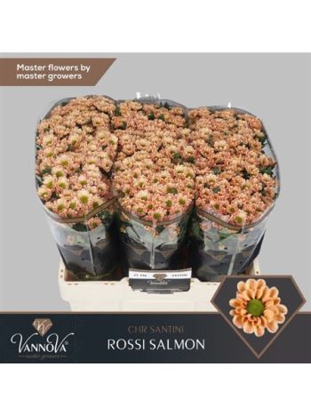 CHR SAN ROSSI SALMON