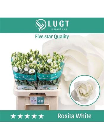 EUS G ROSI WHITE