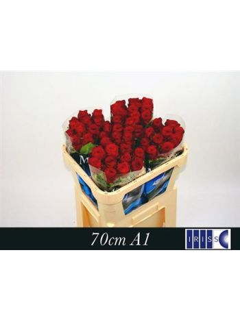 R GR RED NAOMI! 70CM
