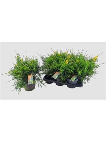 GENISTA X SP