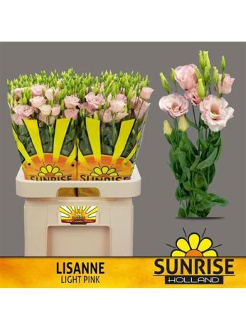 EUS G LISANNE L PINK