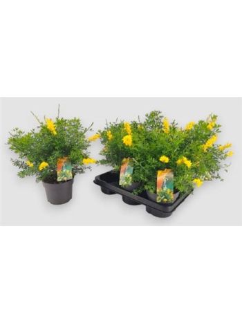 GENISTA X SP