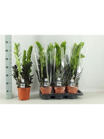 ZAMIOCULCAS RAVEN