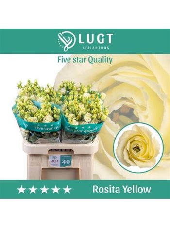 EUS G ROSI YELLOW