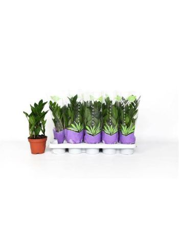 ZAMIOCULCAS ZAMIIFOL