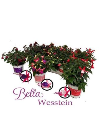 FUCHSIA B F GEM