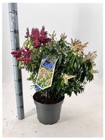 PIERIS JA ROSALINDA