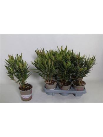 NERIUM OLEANDER