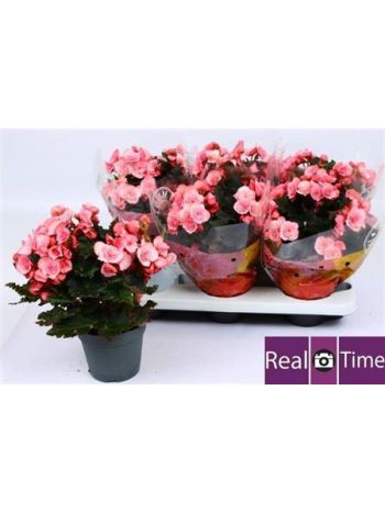 BEG DU MO 2 JOY PINK