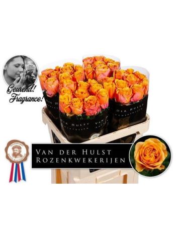 R GR HELIANA ORANGE+ 80CM