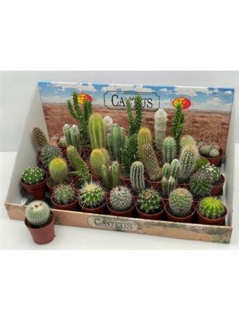 CACTUS GEM *35 DOBOZOS