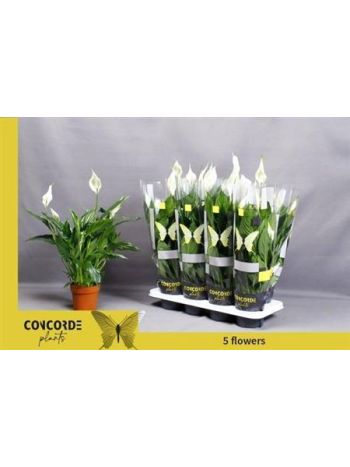 SPATH PICO CUPIDO