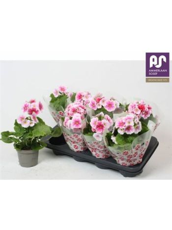 PRIM OB TM RED WHITE