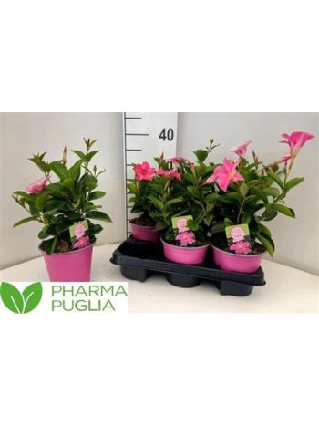 MANDE RIO PINK