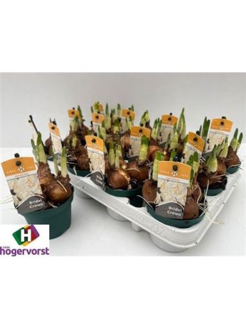 NARCIS D BRIDAL CROW