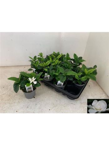 GARDENIA JASMINOIDES