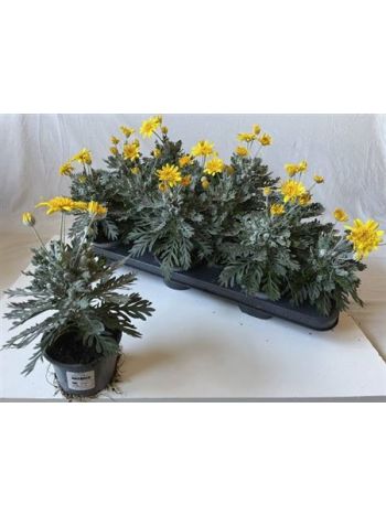 EURYOPS SILVER STAR