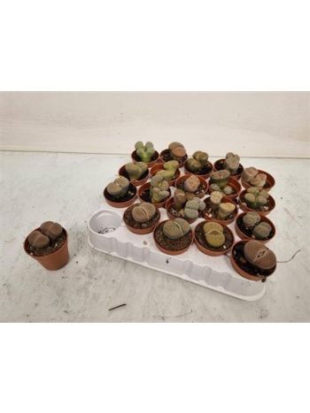 LITHOPS