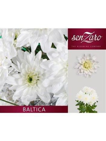 CHR T  F. BALTICA