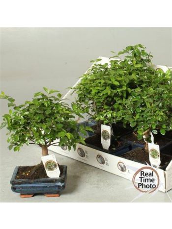 BONSAI GEM