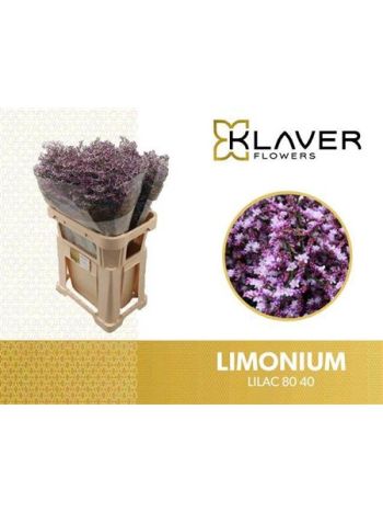 LIM SAF LILAC