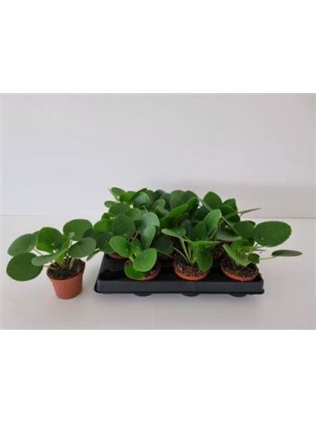 PILEA PEPEROMIOIDES