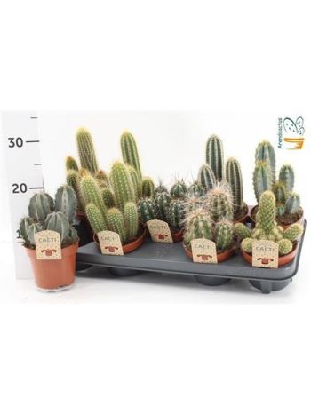 CACTUS GEM