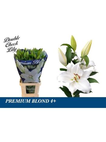 LI OR PREMIUM BLOND 90CM