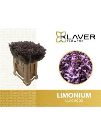 LIM SAF LILAC