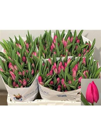 TU EN PINK ARDOUR