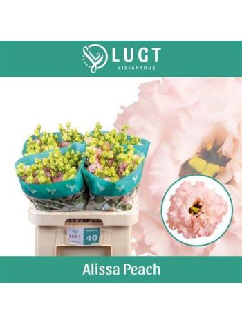 EUS G ALISSA PEACH