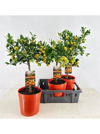 CITR MICROCARPA MANDARIN
