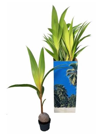 COCOS DW GOLD MALAY