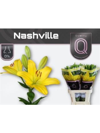 LI LA NASHVILLE 90CM