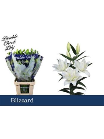 LI OT BLIZZARD DU