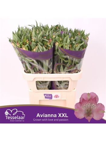 ALSTR  AVIANNA