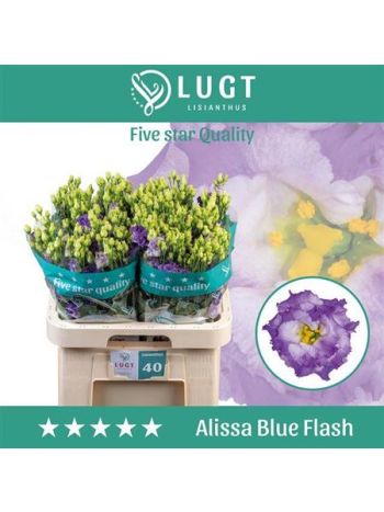EUS G ALISSA BLUE FL