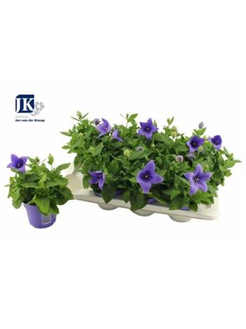 PLATYCO GR ASTRA BLU