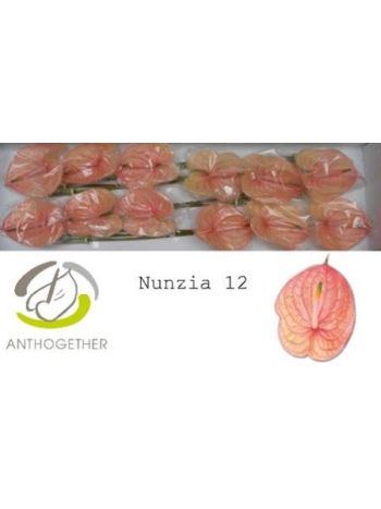 ANTH A NUNZIA *12