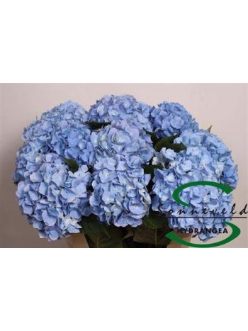 HYDR M HILD MOORH BL 75CM