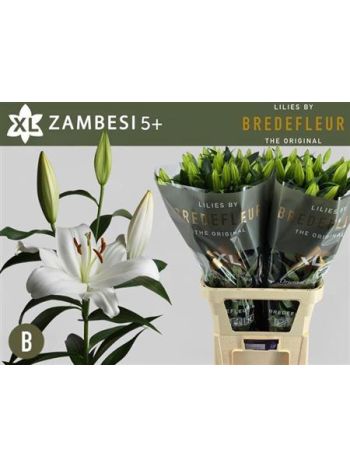 LI OT ZAMBESI 100CM