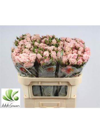 R TR SWEET PORCELINA 70CM